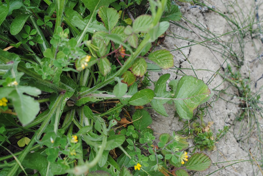 Centaurea napifolia in Molise